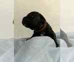 Small #4 Cane Corso