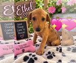 Ethel - Female Catahoula Leopard Dog-Unknown Mix Dog for Adoption - Small photo