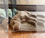 Small Photo #1 Goldendoodle Puppy For Sale in GARNET VALLEY, PA, USA