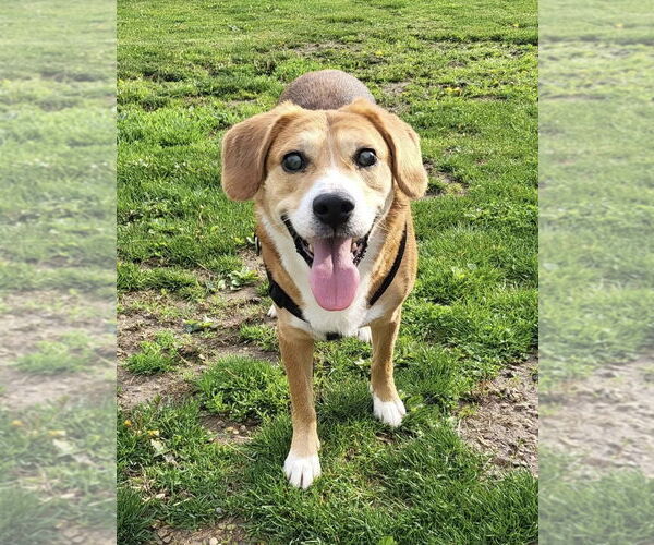 Medium Photo #11 Beagle-Unknown Mix Puppy For Sale in Germantown, OH, USA