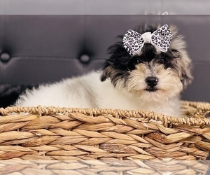 Miniature Bernedoodle-Poodle (Toy) Mix Puppy for sale in CINCINNATI, OH, USA