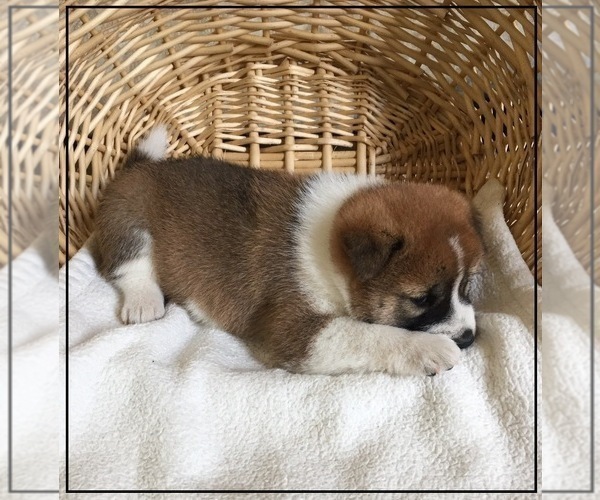 Medium Photo #3 Shiba Inu Puppy For Sale in FULTON, MO, USA