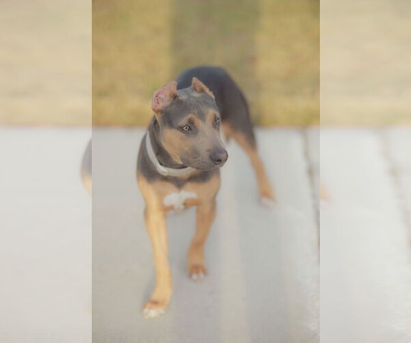 Medium Photo #2 American Bulldog Puppy For Sale in Orlando, FL, USA