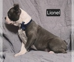 Small Photo #7 Boston Terrier Puppy For Sale in MINERAL WELLS, WV, USA