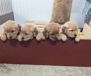 Golden Retriever Puppy for sale in GOLDEN, CO, USA