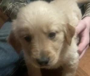 Golden Retriever Puppy for sale in REDKEY, IN, USA
