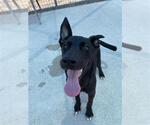 Small #1 Labrador Retriever Mix