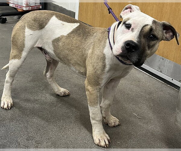 Medium Photo #1 Mutt Puppy For Sale in Forestville, MD, USA