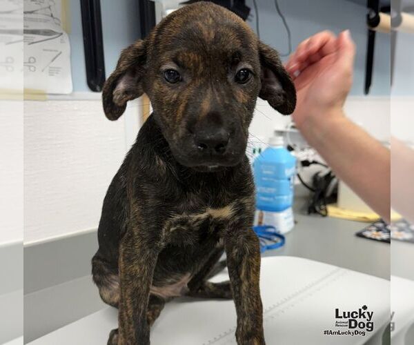 Medium Photo #1 Labrador Retriever-Unknown Mix Puppy For Sale in Washington, DC, USA