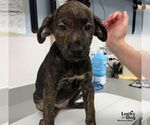 Ed - Male Labrador Retriever-Unknown Mix Dog for Adoption - Small photo