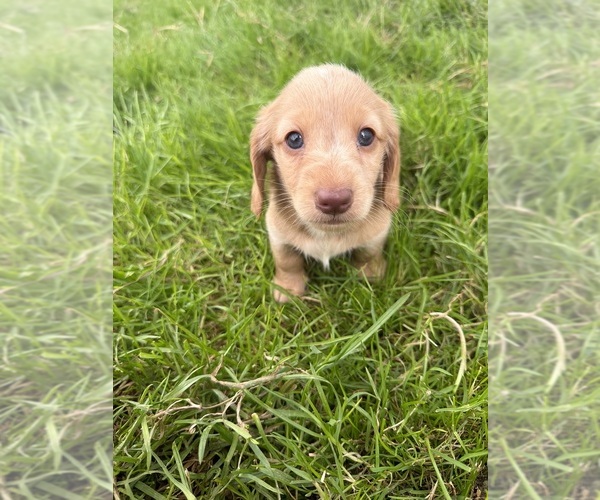 Medium Photo #3 Dachshund Puppy For Sale in MONTPELIER, OH, USA