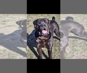 Father of the Boerboel puppies born on 06/28/2025