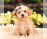 Small Photo #63 Maltipoo (Miniature) Puppy For Sale in WARSAW, IN, USA