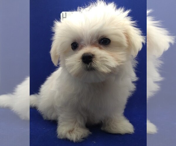 Medium Photo #5 Maltese Puppy For Sale in NASHVILLE, NC, USA