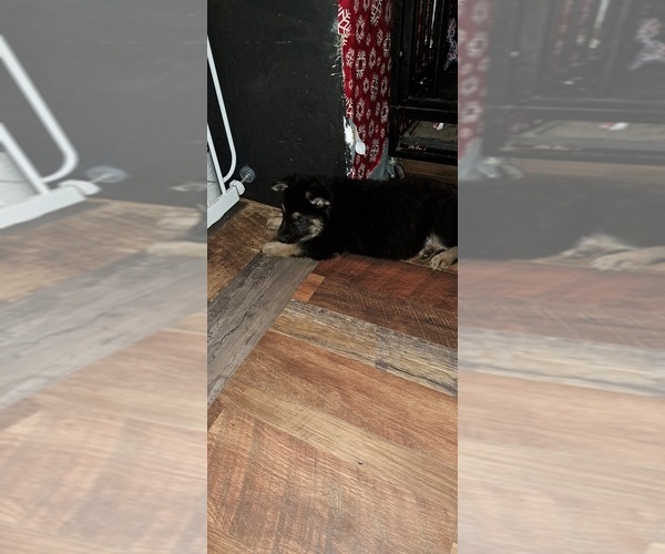 Medium Photo #2 German Shepherd Dog Puppy For Sale in SHORTSVILLE, NY, USA