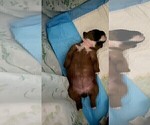 Small Photo #4 Boxer Puppy For Sale in COWETA, OK, USA