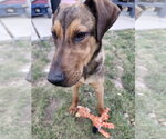 Small #3 Doberman Pinscher Mix
