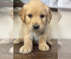 Golden Retriever Puppy for sale in FORDLAND, MO, USA