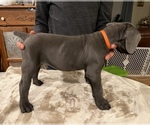 Small Photo #2 Cane Corso Puppy For Sale in RURAL HALL, NC, USA