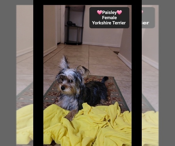 Medium Photo #2 Yorkshire Terrier Puppy For Sale in TUCSON, AZ, USA