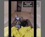 Small #1 Yorkshire Terrier