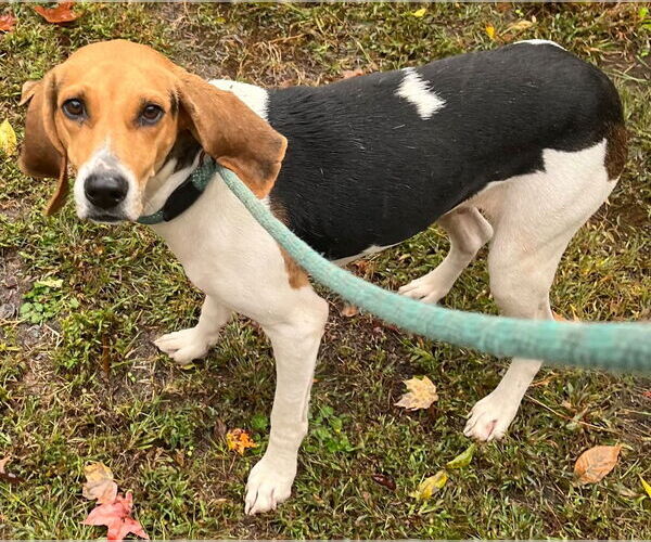 Medium Photo #1 Mutt Puppy For Sale in Tarboro, NC, USA