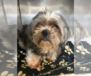 Prince - Male Shih Tzu Dog for Adoption - Photo #6