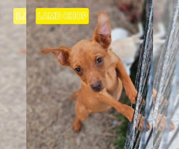 Medium Photo #1 Miniature Pinscher-Unknown Mix Puppy For Sale in Wakefield, RI, USA