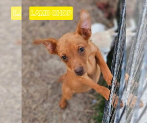 Miniature Pinscher-Unknown Mix Dogs for adoption in Wakefield, RI, USA