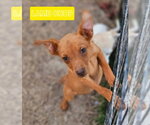 Small Miniature Pinscher Mix