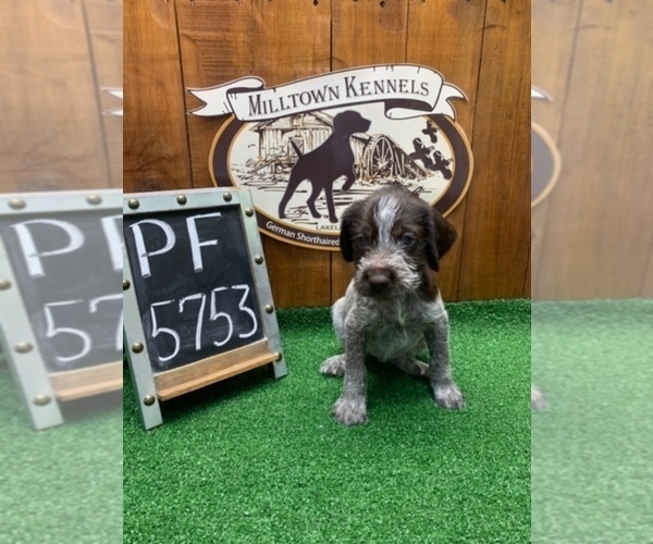 Medium Photo #6 German Wirehaired Pointer Puppy For Sale in JACKSONVILLE, FL, USA