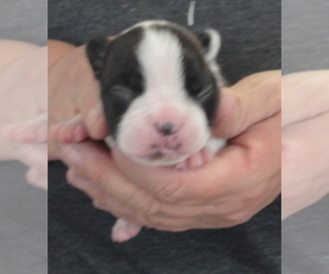 Boston Terrier Puppy for sale in CRKD RVR RNCH, OR, USA
