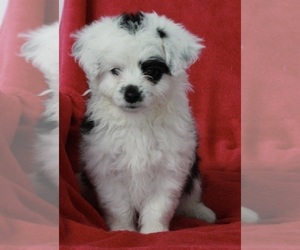 Aussie-Poo Puppy for sale in FREDERICKSBURG, OH, USA