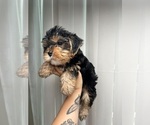 Small #2 Yorkshire Terrier