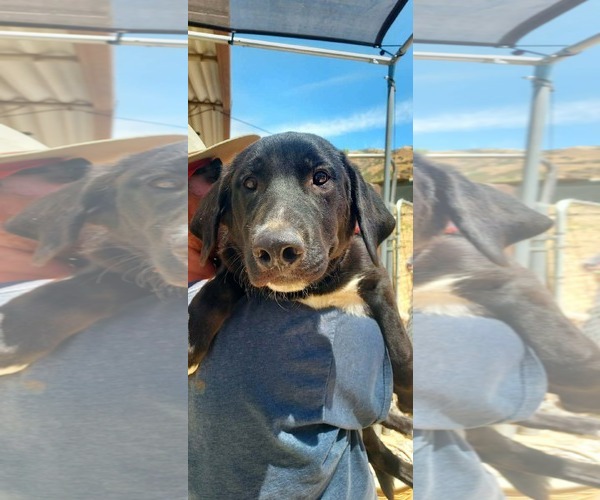 Medium Photo #3 Labrador Retriever-Unknown Mix Puppy For Sale in San Diego, CA, USA