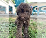 Puppy 7 F2 Aussiedoodle