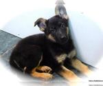 Small Photo #5 German Shepherd Dog Puppy For Sale in HAMMOND, IN, USA