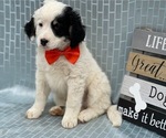 Small Photo #1 Miniature Bernedoodle Puppy For Sale in LANCASTER, PA, USA