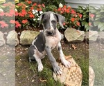 Small Photo #2 Great Dane Puppy For Sale in MIDDLEBURY, IN, USA