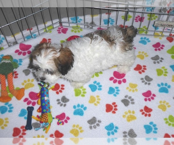 Medium Photo #7 Shih-Poo Puppy For Sale in ORO VALLEY, AZ, USA