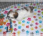 Small Photo #7 Shih-Poo Puppy For Sale in ORO VALLEY, AZ, USA