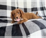 Small #4 Cavapoo (Miniature)