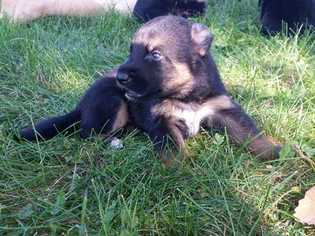 German Shepherd Dog Puppy for sale in BROCKPORT, NY, USA