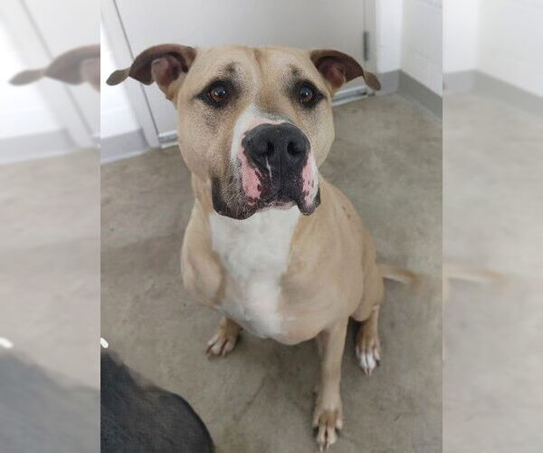 Medium Photo #2 Mutt Puppy For Sale in Westmont, IL, USA