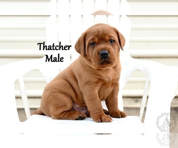 Medium Photo #5 Labrador Retriever Puppy For Sale in DAYTON, VA, USA