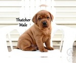 Small Photo #12 Labrador Retriever Puppy For Sale in DAYTON, VA, USA