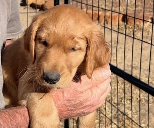 Medium Photo #1 Golden Retriever Puppy For Sale in LAMAR, CO, USA