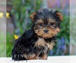 Lily - Female Yorkshire Terrier Puppy for Sale - Photo #2