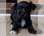 Small Photo #3 Schnauzer (Miniature) Puppy For Sale in LYNCHBURG, VA, USA