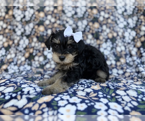 Medium Photo #5 Schnauzer (Miniature) Puppy For Sale in LAKELAND, FL, USA